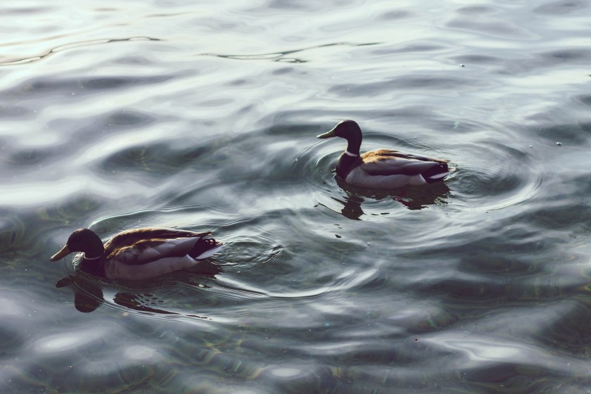 Model, redhead, toronto, portait, city, toronto island