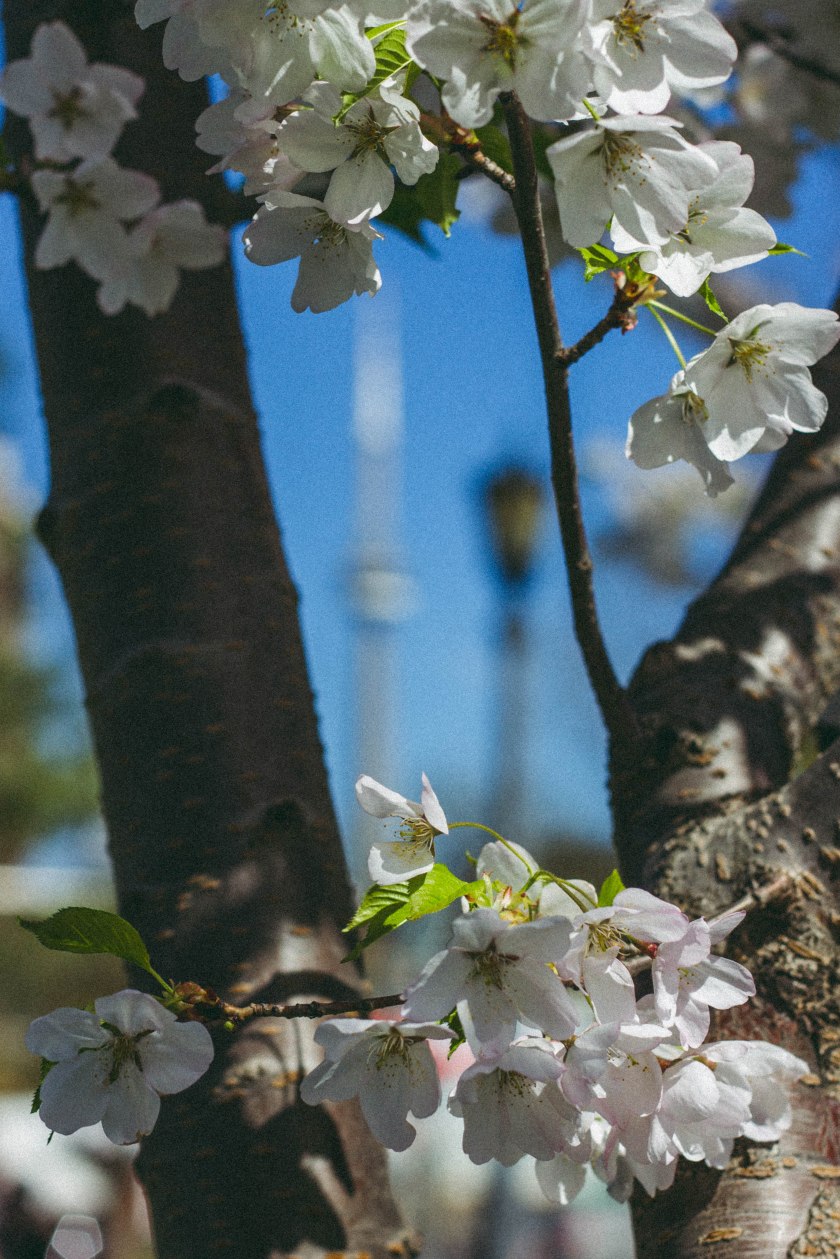Toronto, cherry blossoms, spring, CN tower, architecture, nature