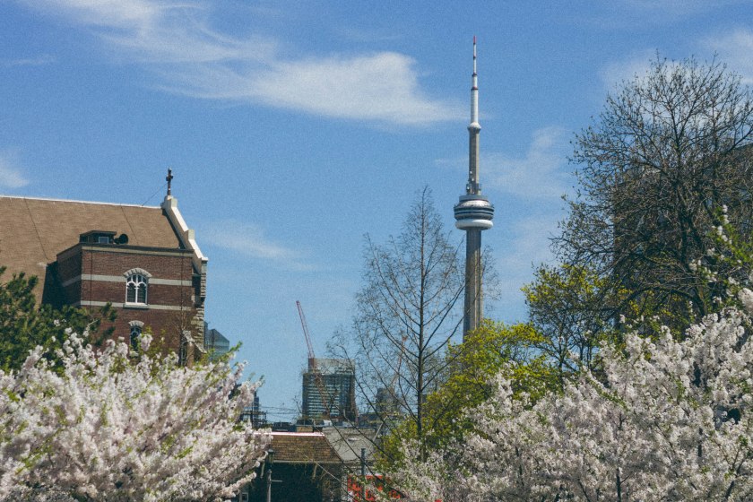 CN Tower, Cherry Blossoms, Park, Trinity Bellwoods, Toronto.