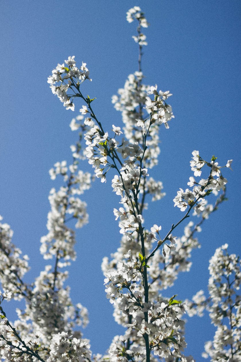 cherry blossoms, nature, park