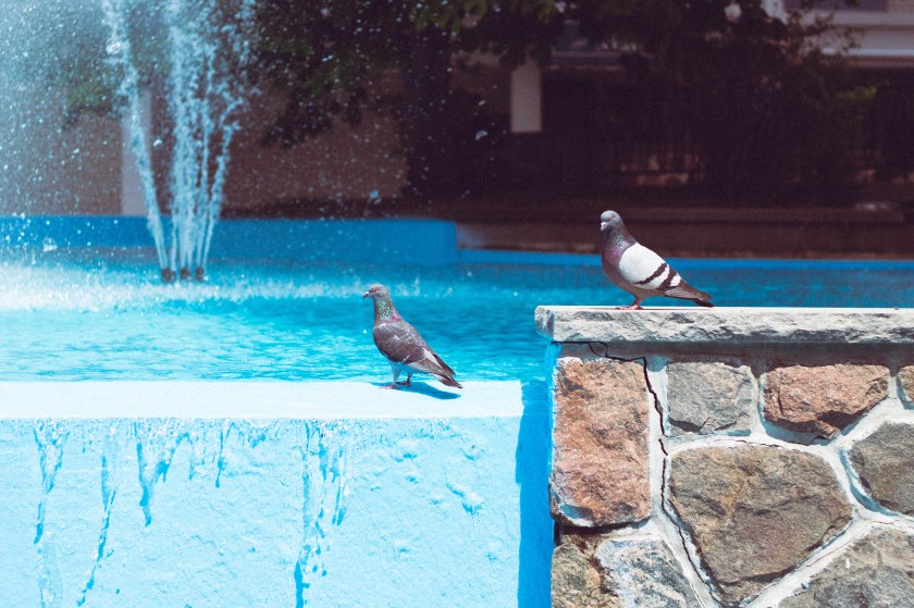 birds, fountain, pigeons, blue, water, vivid, toronto