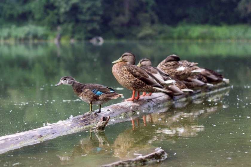 High Park Ducks