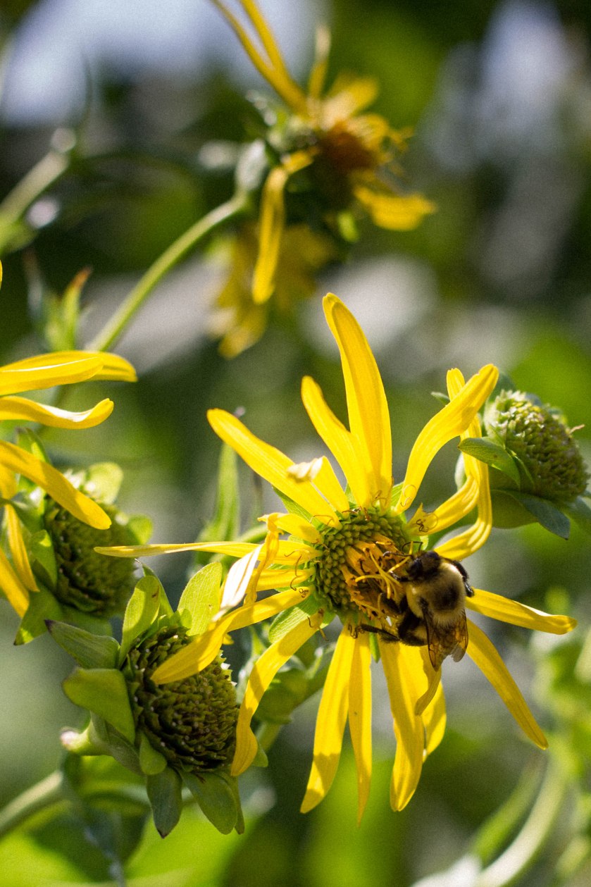 bee, nature, flower, yellow